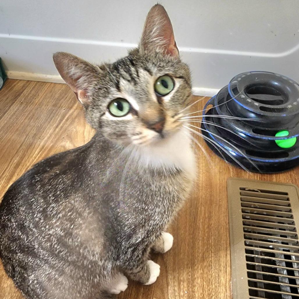 Charlize, a Adoptable Domestic Short Hair in Wichita, KS image 4/4