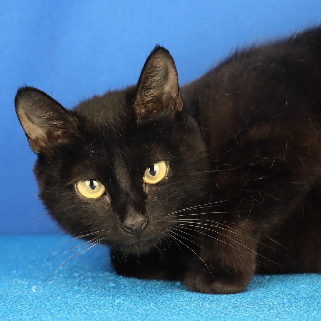 Enlarge Juno - 060422U, a Adoptable Domestic Short Hair in Tupelo, MS image 1/2