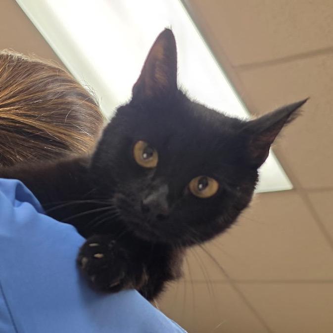 Enlarge Juno - 060422U, a Adoptable Domestic Short Hair in Tupelo, MS image 2/2