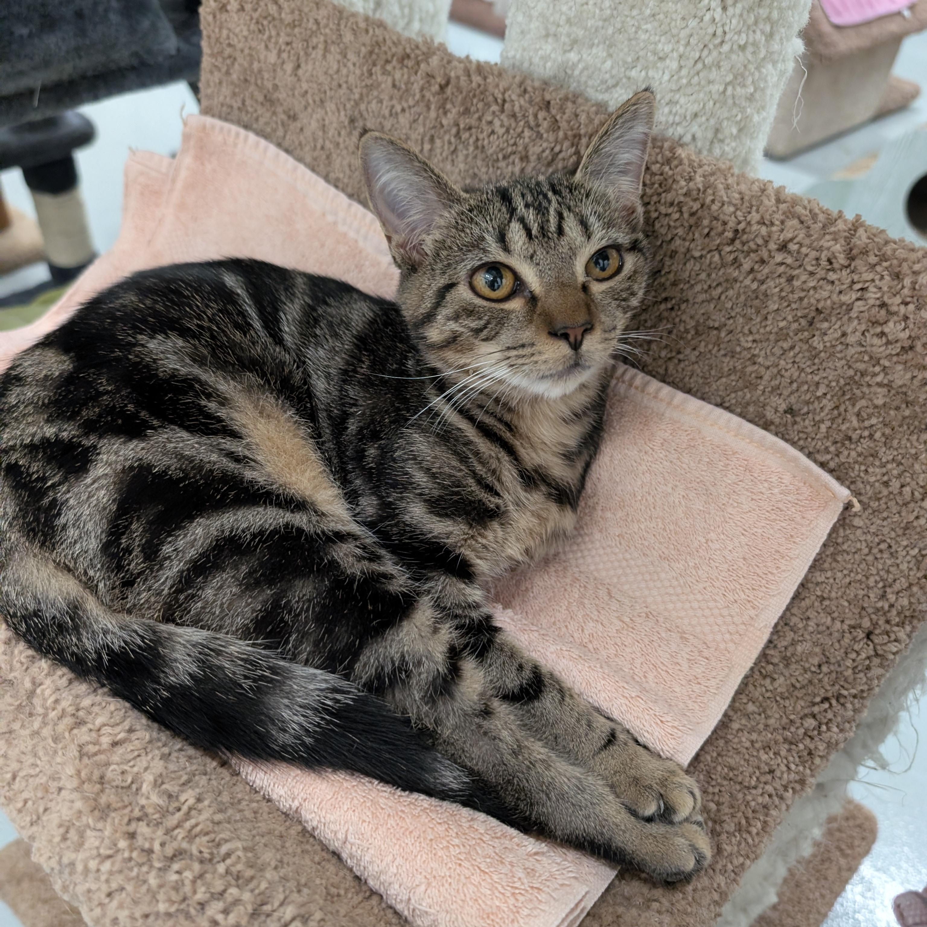 Hailey, a Adoptable Domestic Short Hair in West Palm Beach, FL image 3/5