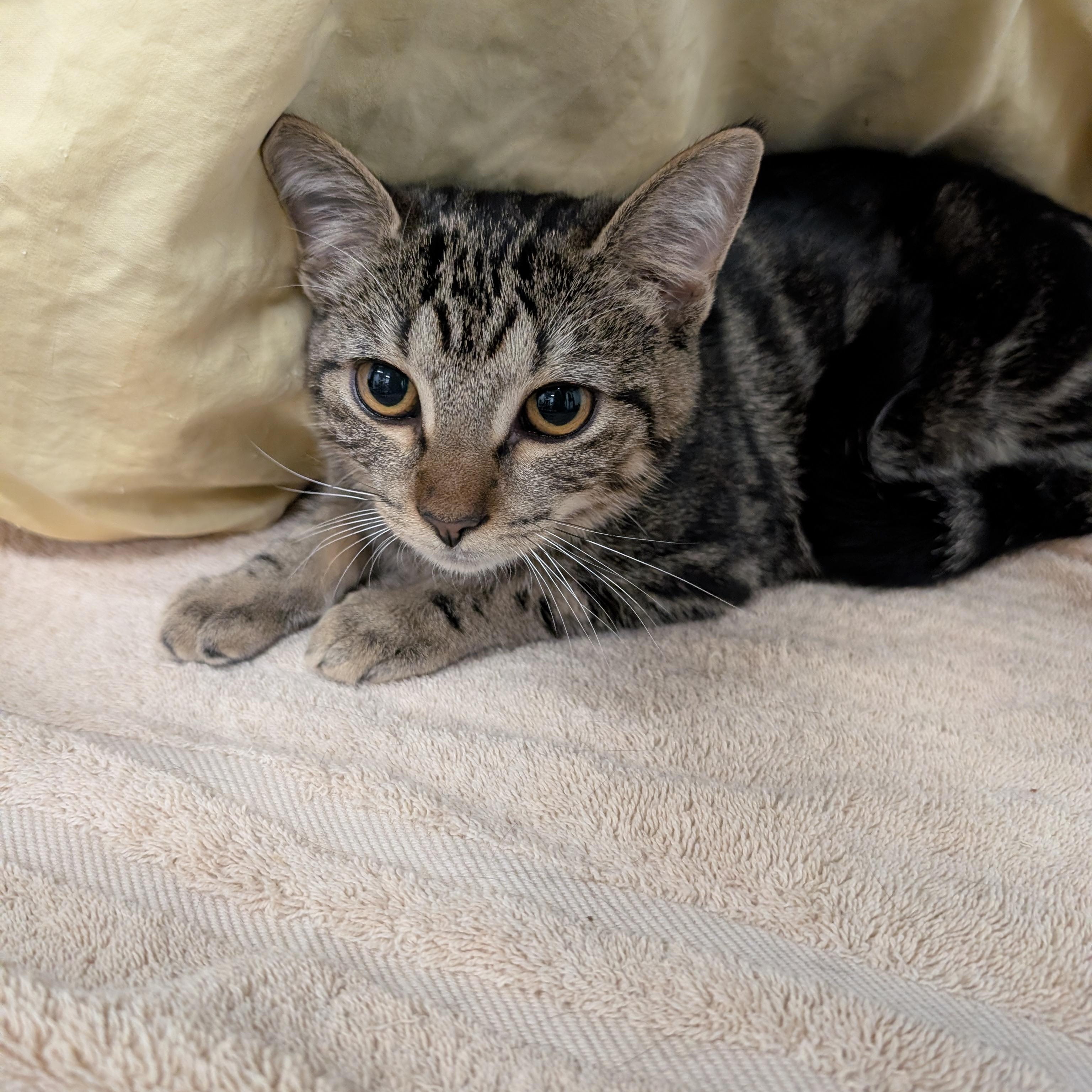 Hailey, a Adoptable Domestic Short Hair in West Palm Beach, FL image 4/5