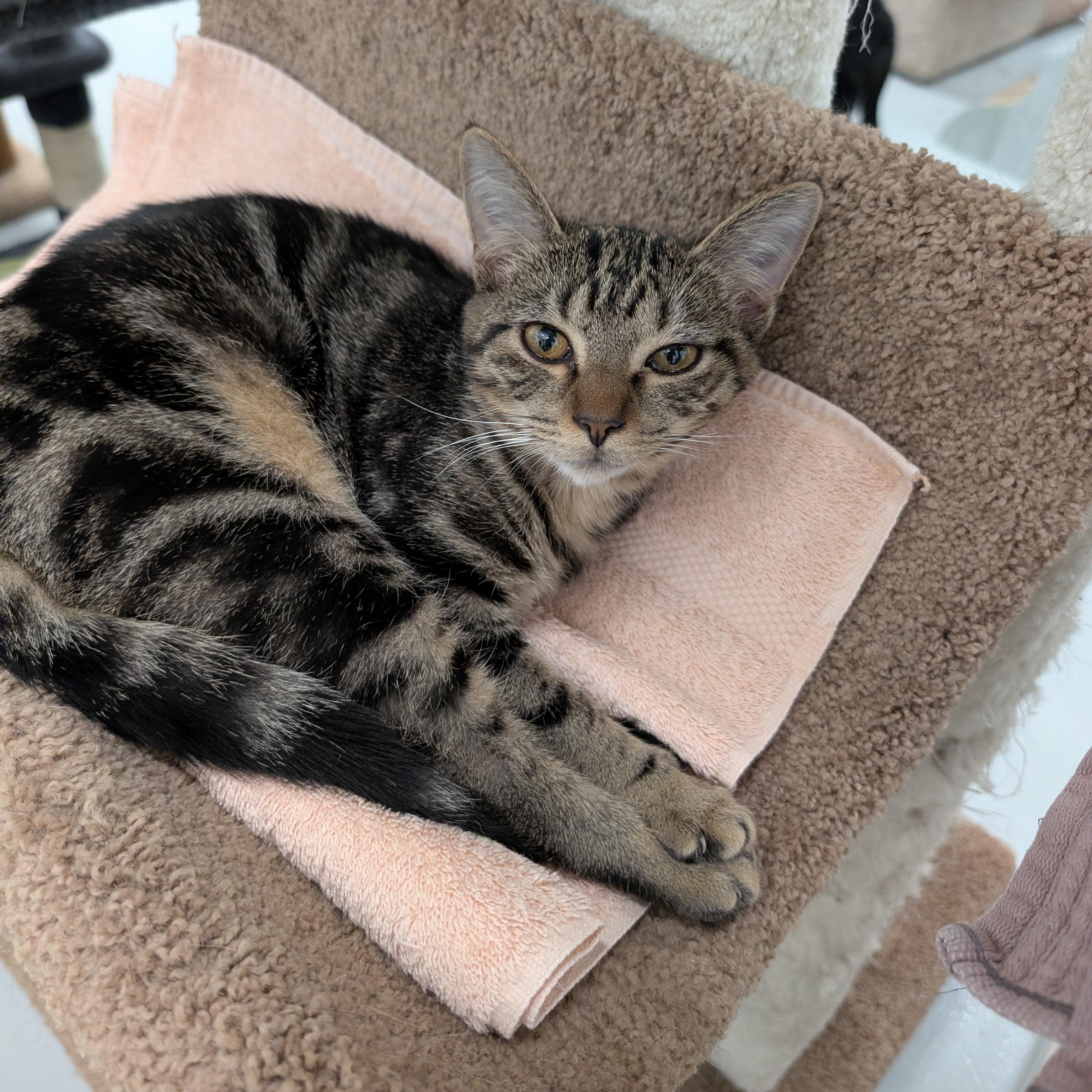 Hailey, a Adoptable Domestic Short Hair in West Palm Beach, FL image 5/5