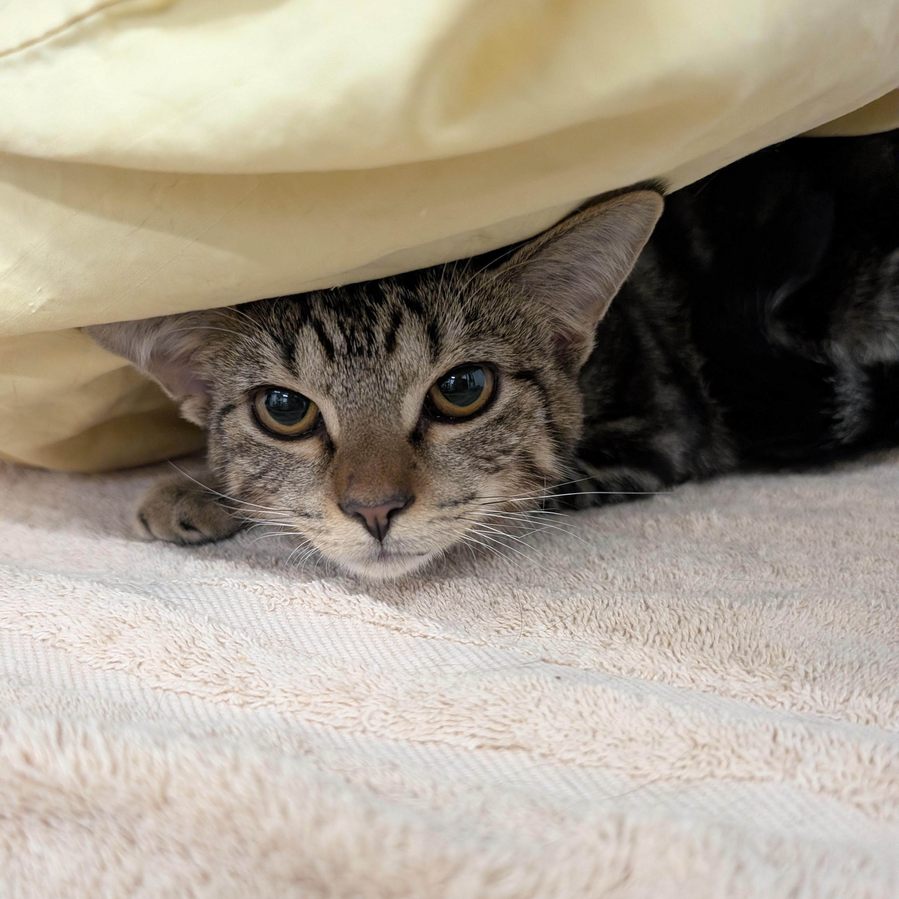 Hailey, a Adoptable Domestic Short Hair in West Palm Beach, FL image 2/5