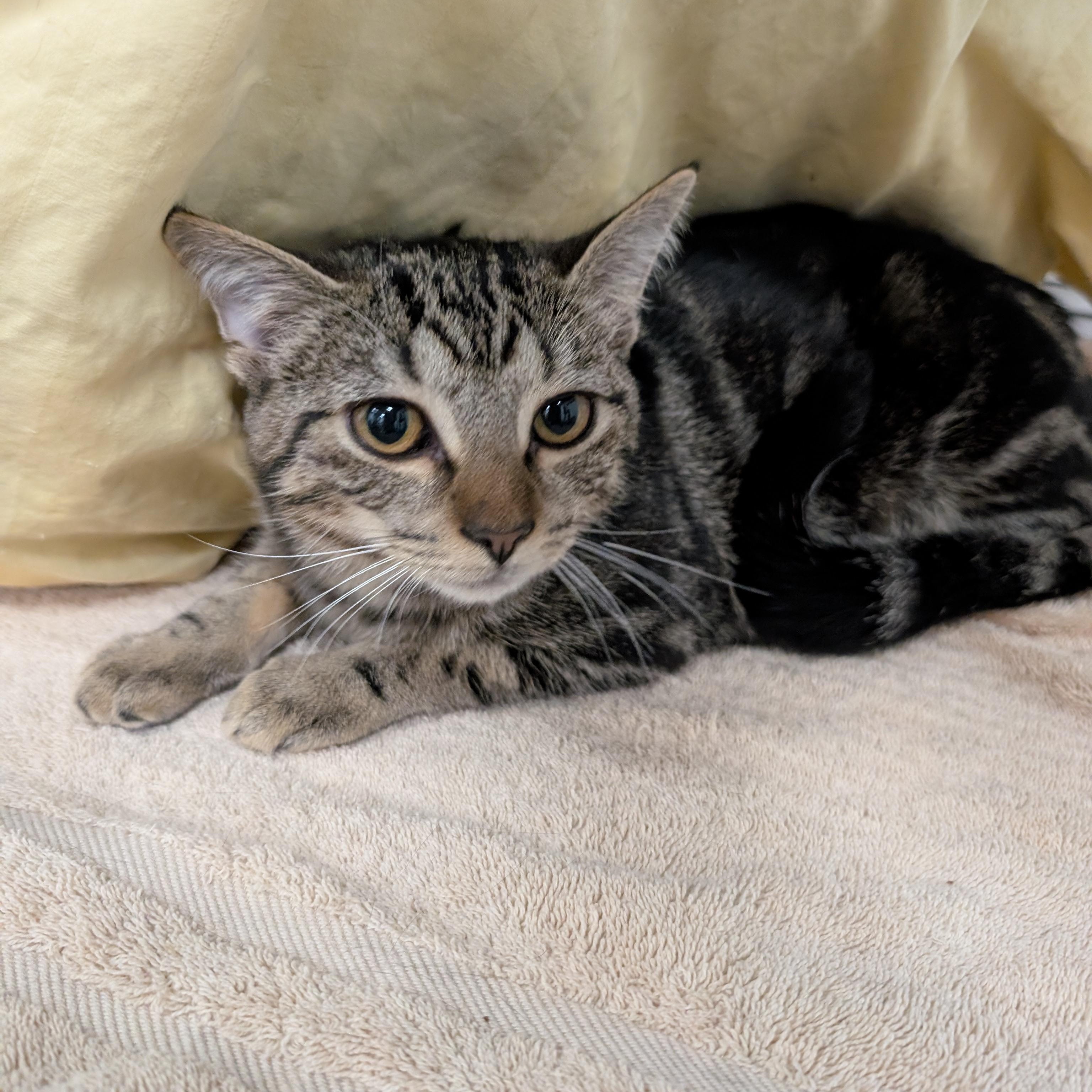 Hailey, Adoptable, Kitten Female Domestic Short Hair.