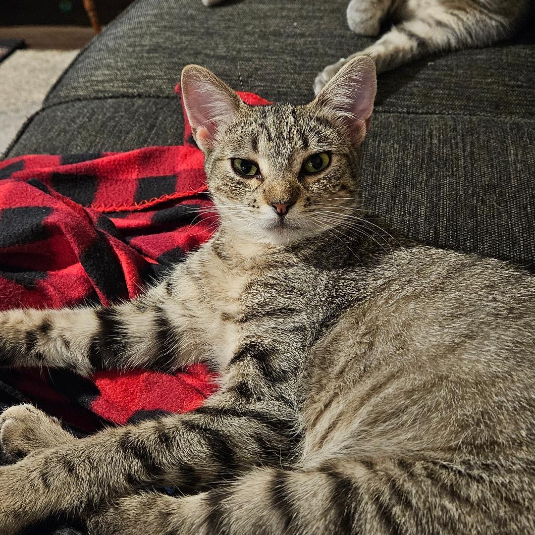 Wanda, a Adoptable Domestic Short Hair in Terrell, TX image 2/4