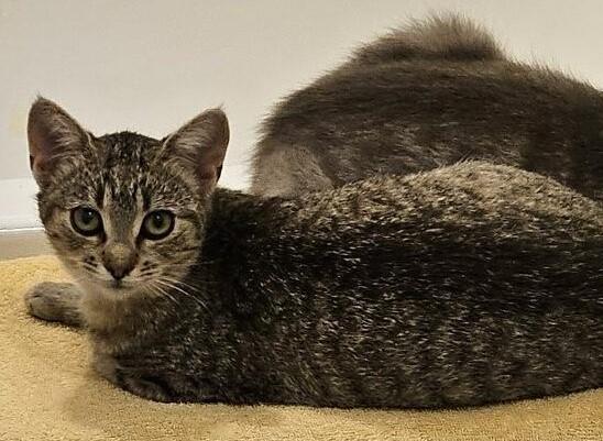 Wanda, a Adoptable Domestic Short Hair in Terrell, TX image 4/4