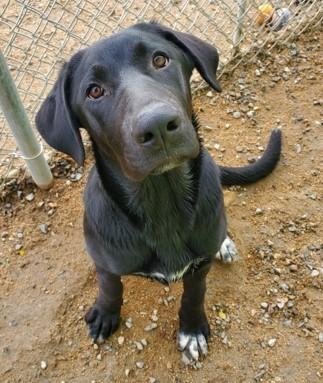 Clover, an adoptable Black Labrador Retriever in Butte, MT, 59701 | Photo Image 1