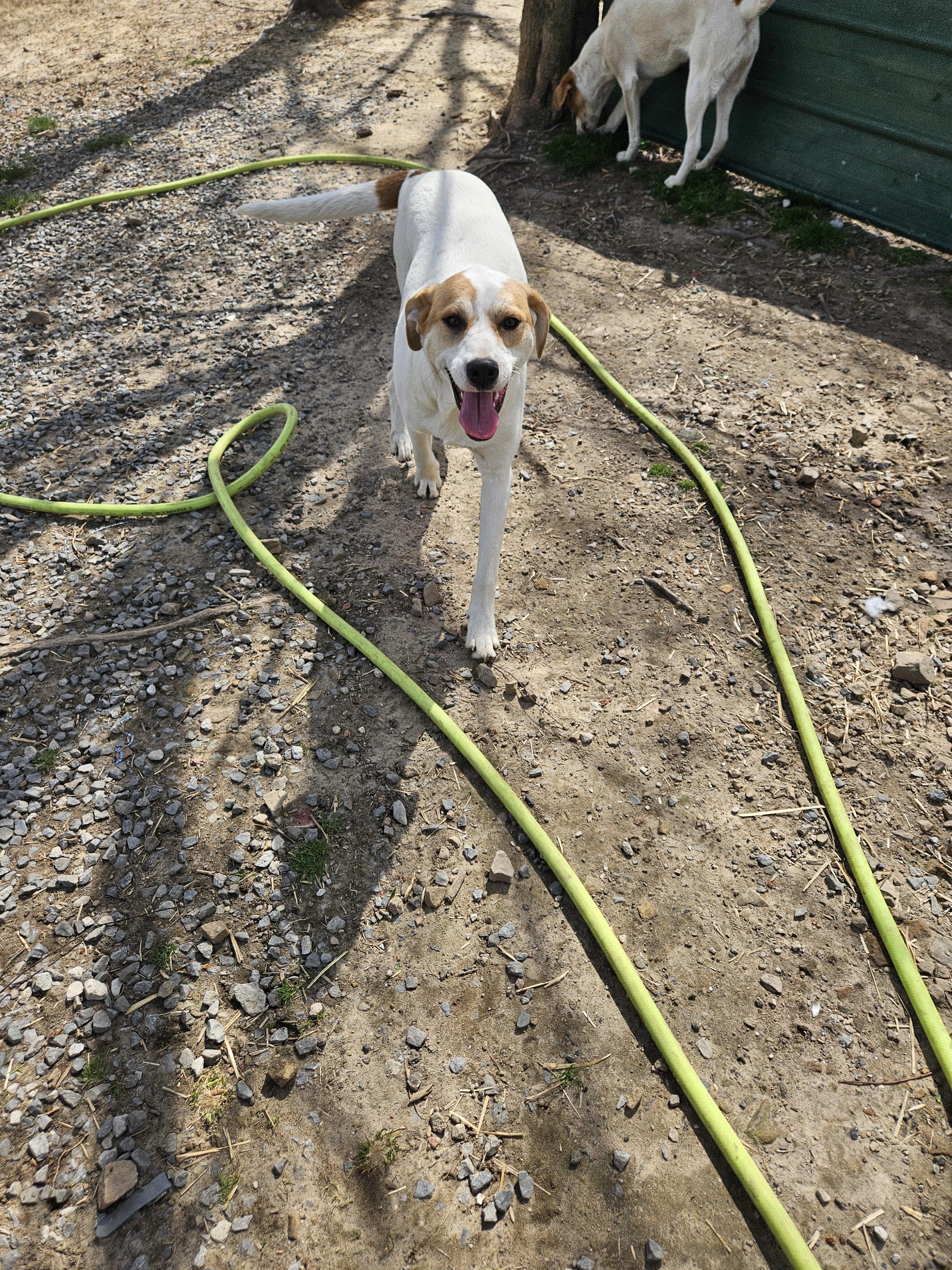 Lyra, an adoptable Foxhound in Tracy City , TN, 37387 | Photo Image 4