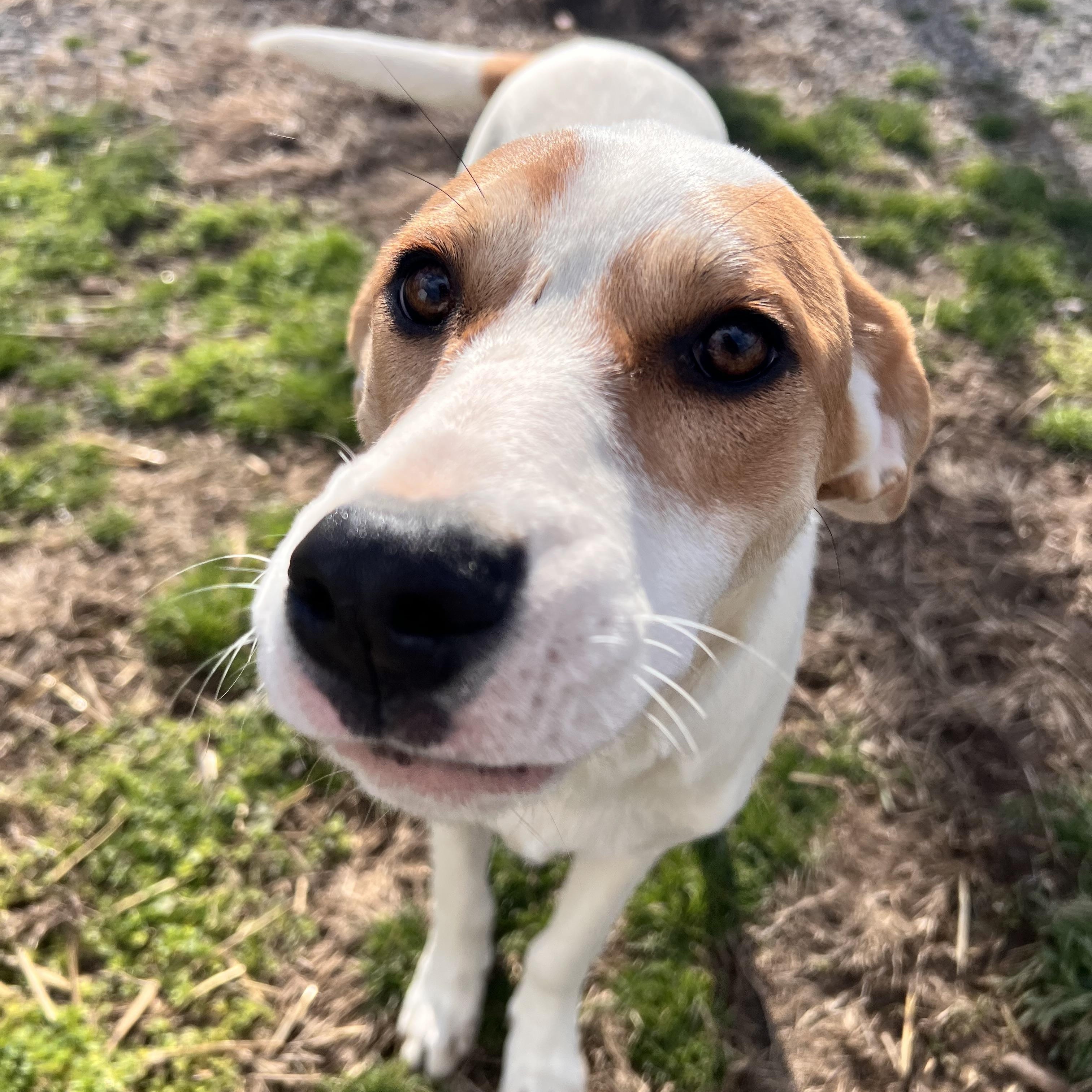 Enlarge Lyra, a Adoptable mixed breed in Tracy City , TN image 3/3