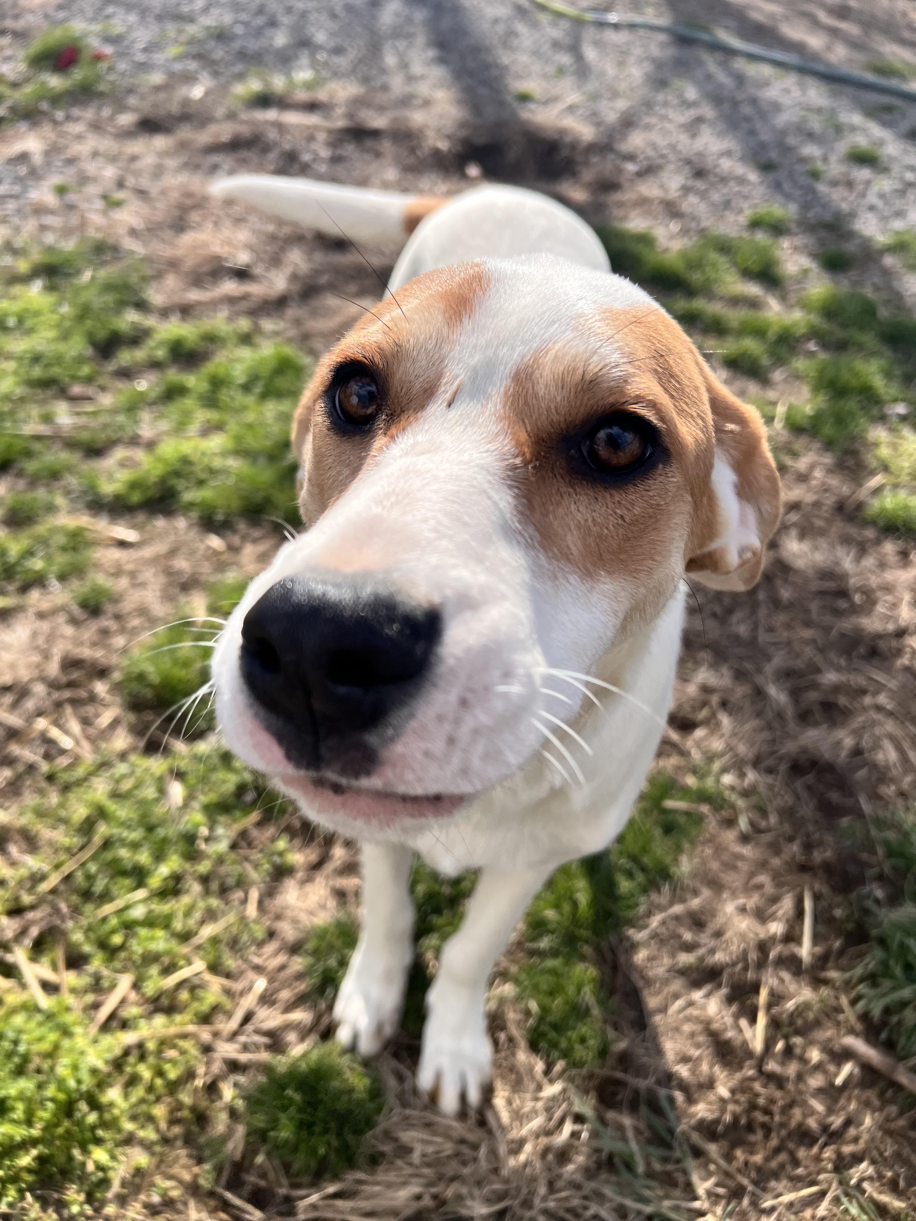 Lyra, an adoptable Foxhound in Tracy City , TN, 37387 | Photo Image 5