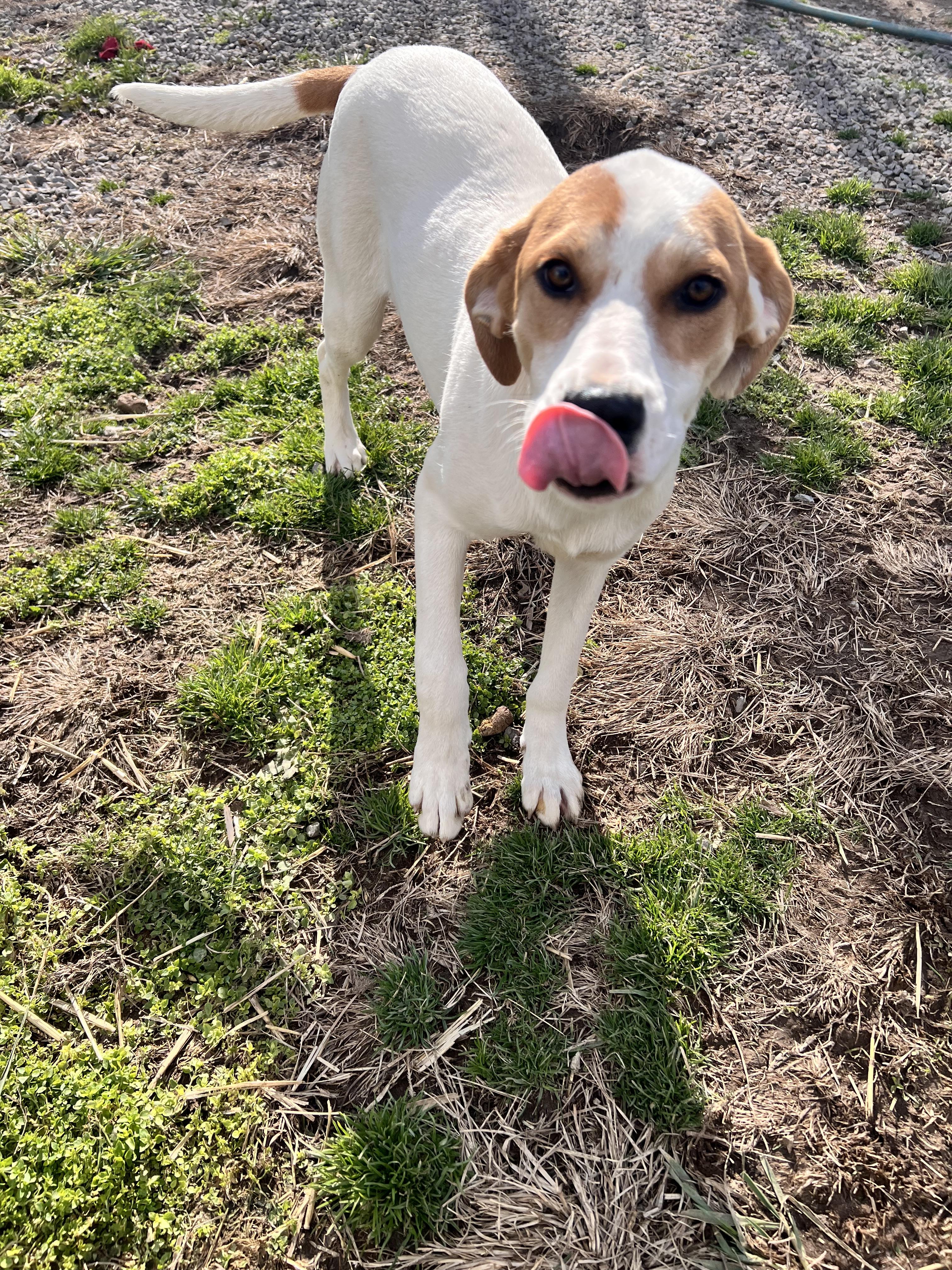 Enlarge Lyra, a Adoptable mixed breed in Tracy City , TN image 3/3