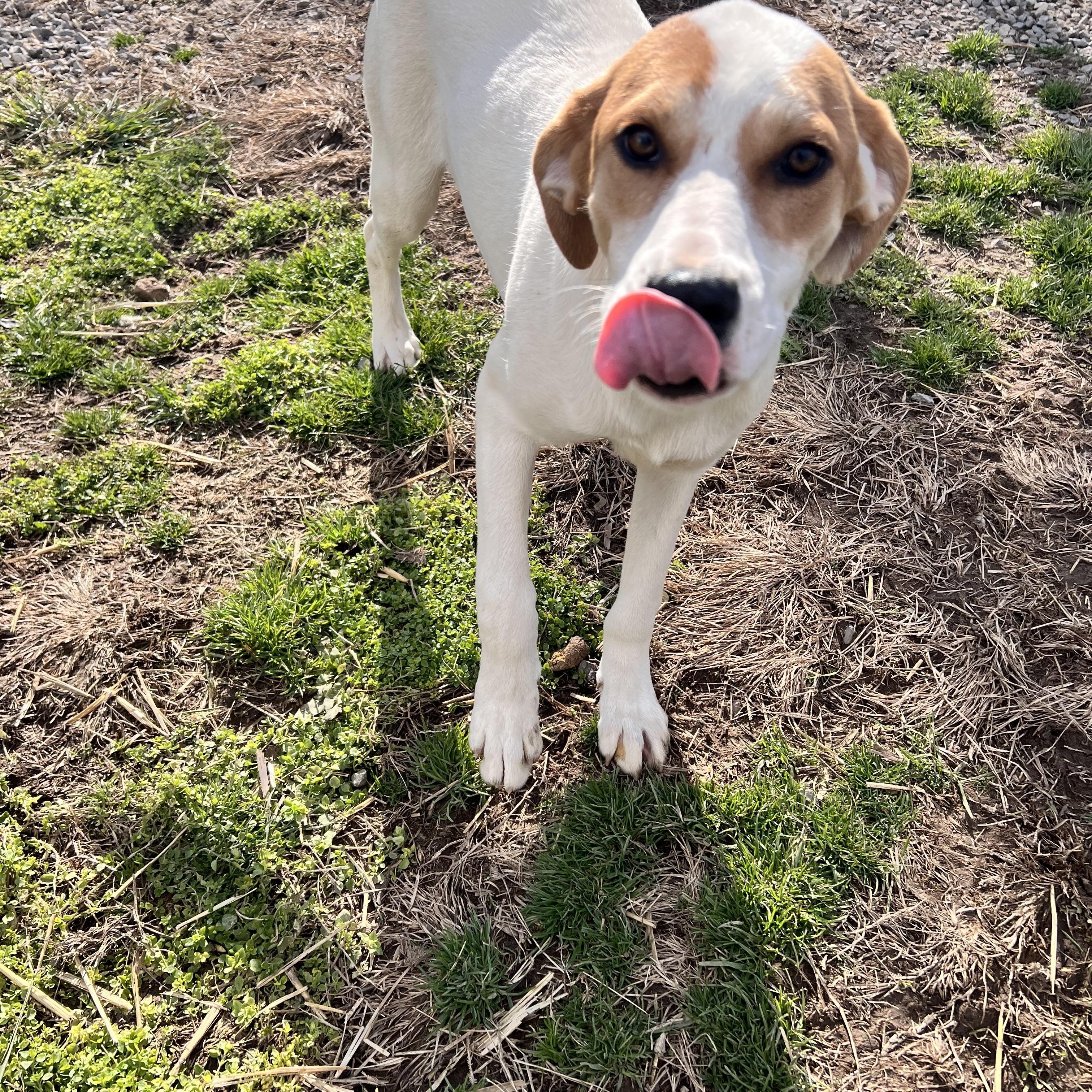 Lyra, a Adoptable mixed breed in Tracy City , TN image 3/3