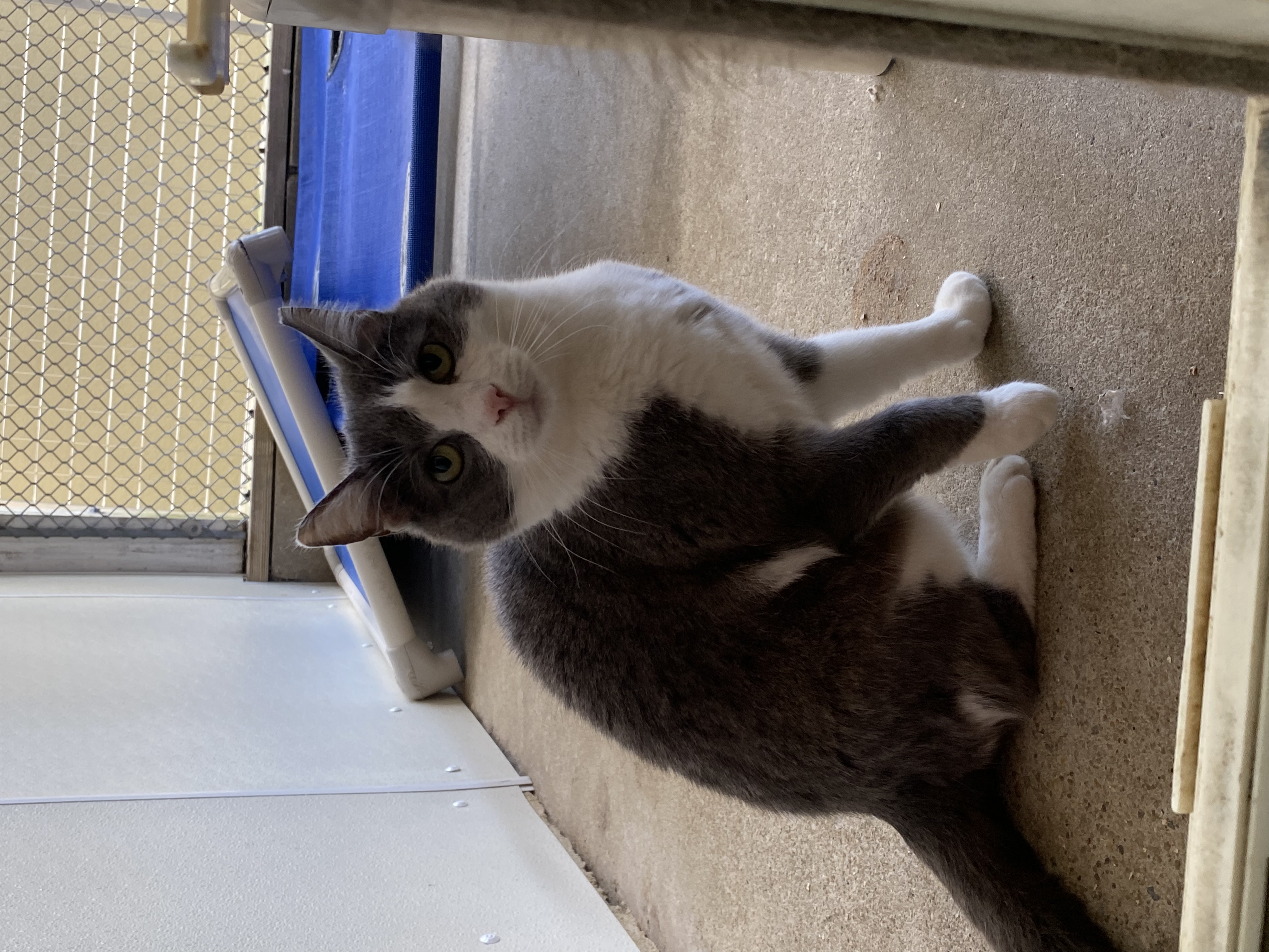 Enlarge Lady Grey, a Adoptable Domestic Short Hair in Ocean City, NJ image 1/1