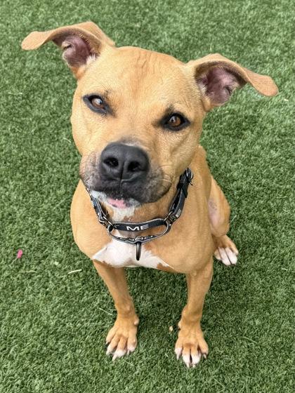 Enlarge Hank, a Adoptable Pit Bull Terrier in Indianapolis, IN image 1/2