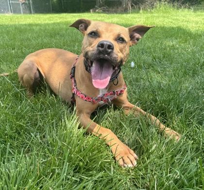 Enlarge Hank, a Adoptable Pit Bull Terrier in Indianapolis, IN image 2/2
