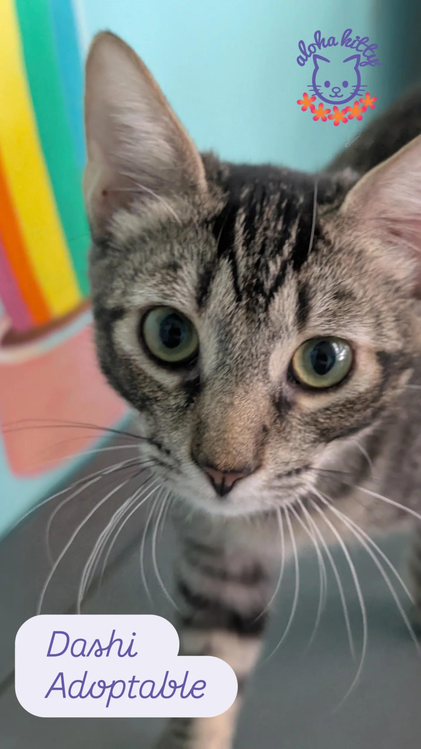 Dashi, Adoptable, Kitten Male Domestic Short Hair.