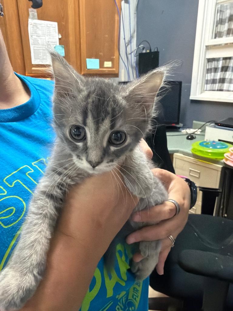 Oma, Adopted, Kitten Female Domestic Long Hair.