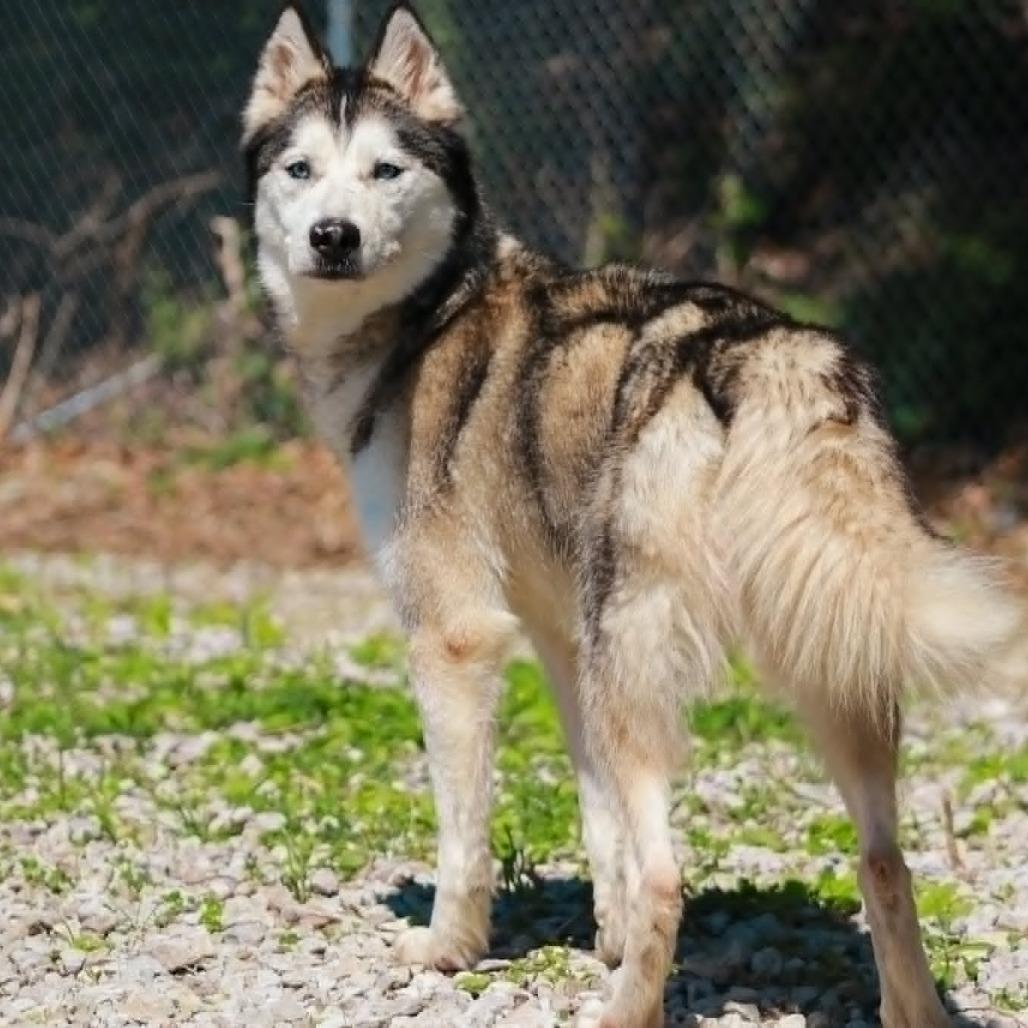Atlas, a Adoptable mixed breed in Madisonville, KY image 1/4