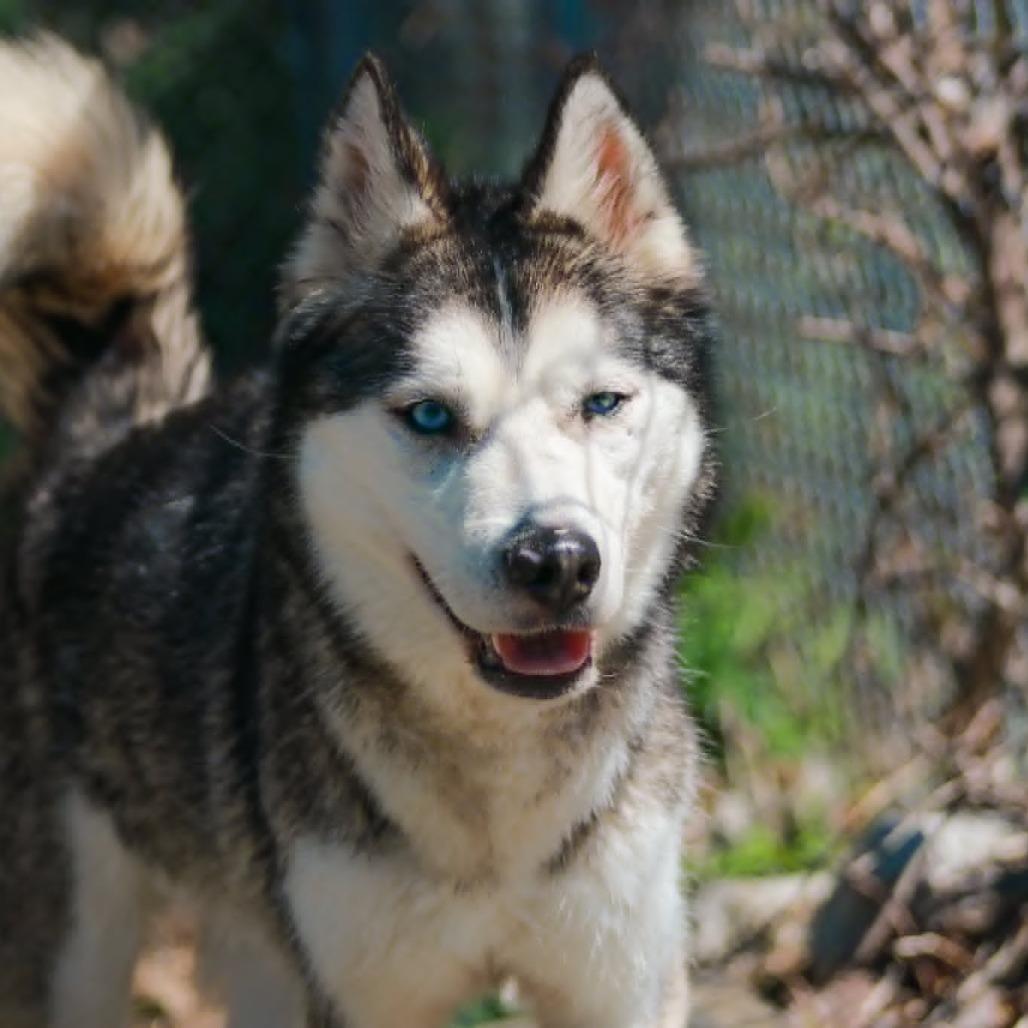 Atlas, a Adoptable mixed breed in Madisonville, KY image 2/4