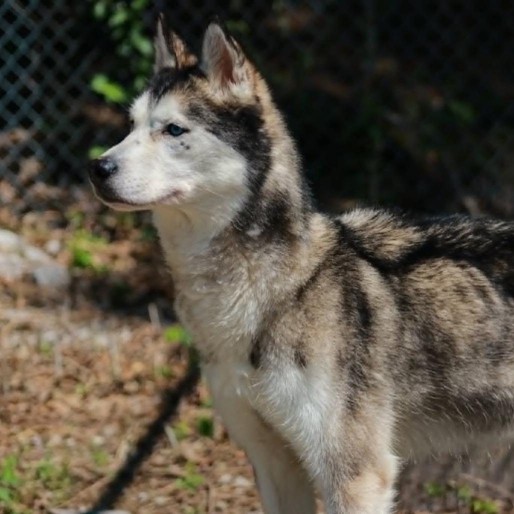 Atlas, a Adoptable mixed breed in Madisonville, KY image 3/4