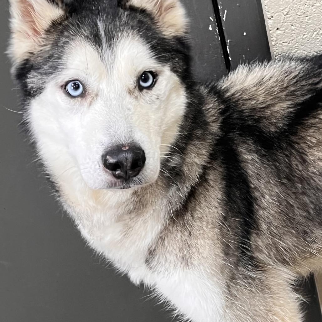 Atlas, a Adoptable mixed breed in Madisonville, KY image 4/4