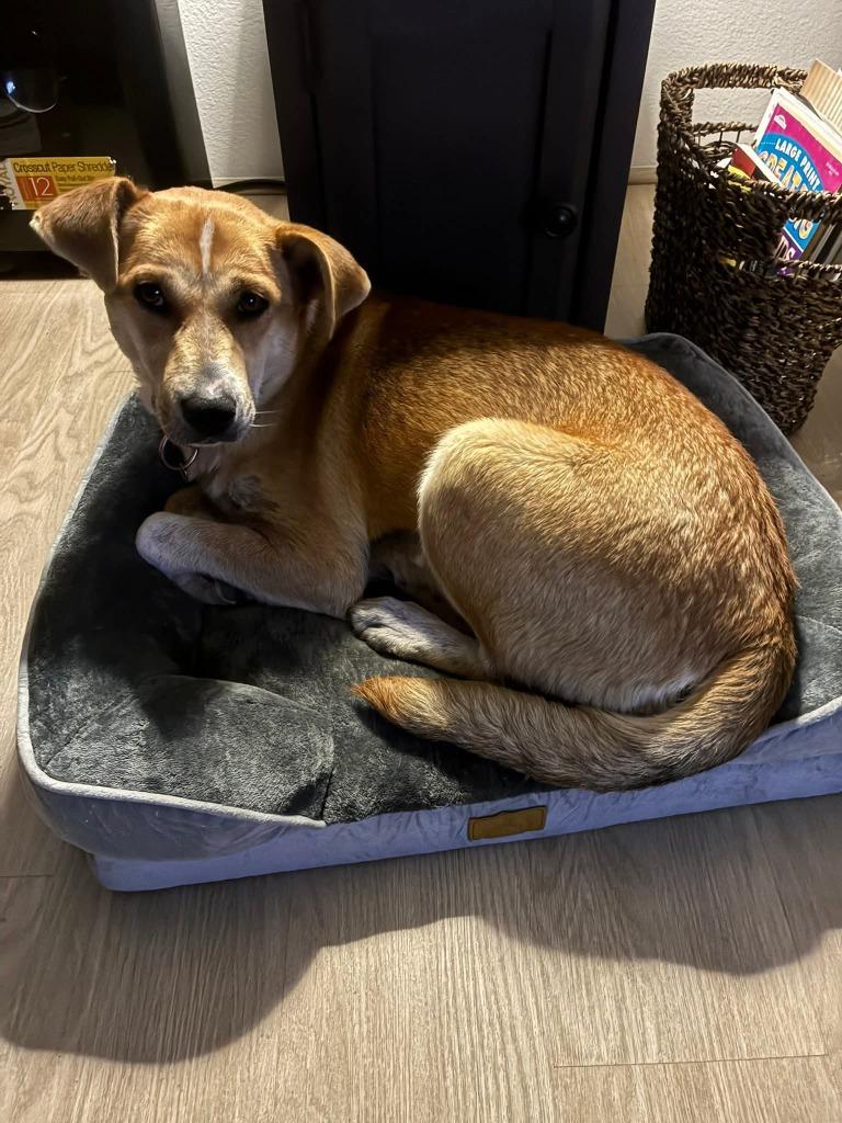 Zora, a Adoptable Mixed Breed in Mesa, AZ image 2/2