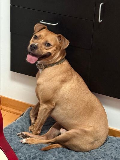 Enlarge Tyson , an adoptable mixed breed in Vaudreuil-Dorion, QC image 3/3