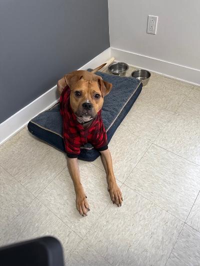 Enlarge Tyson , an adoptable mixed breed in Vaudreuil-Dorion, QC image 1/3