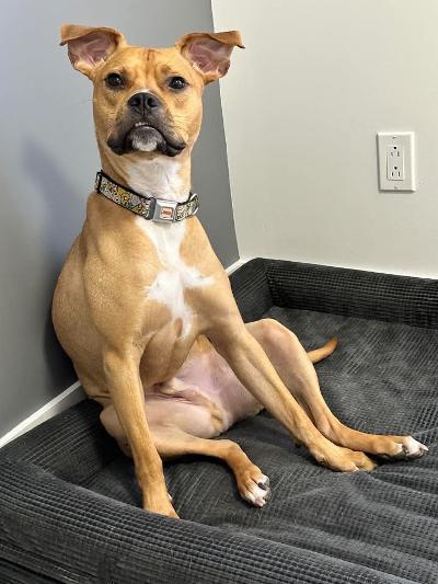 Enlarge Tyson , an adoptable mixed breed in Vaudreuil-Dorion, QC image 2/3