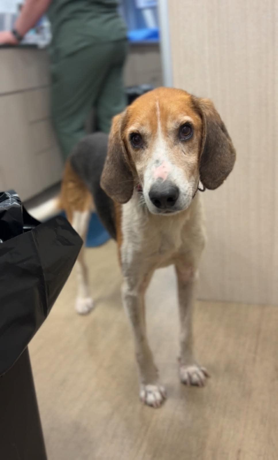 Enlarge Happy, a Adoptable mixed breed in Franklin, VA image 1/3