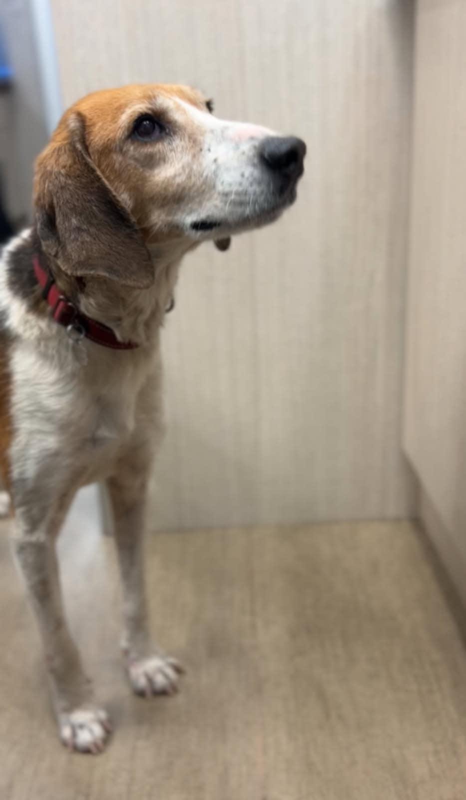 Enlarge Happy, a Adoptable mixed breed in Franklin, VA image 2/3