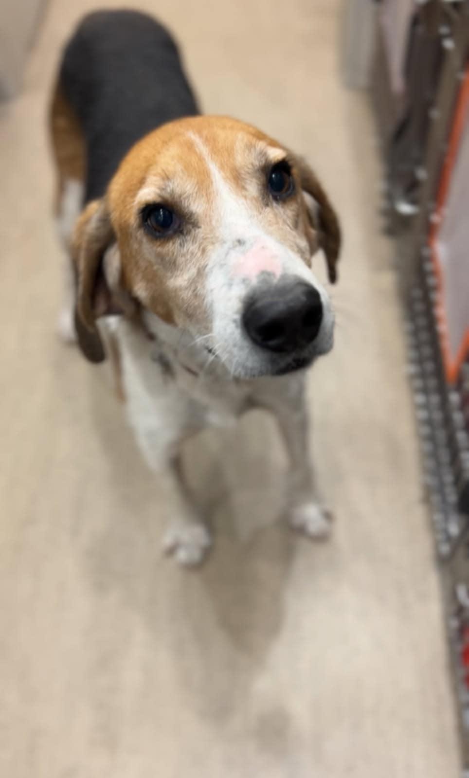 Enlarge Happy, a Adoptable mixed breed in Franklin, VA image 3/3