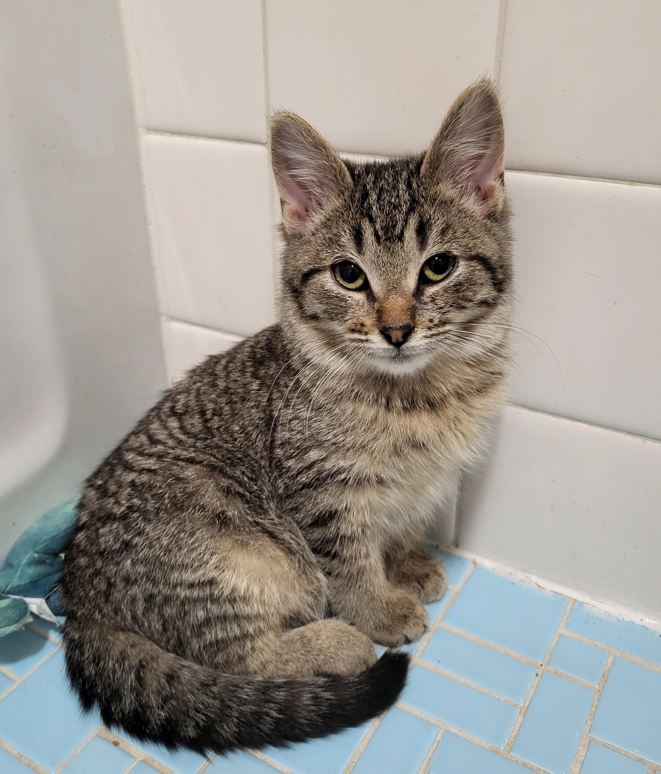 Enlarge Myelin & Myopia , a Adoptable American Shorthair in Milwaukee, WI image 6/6