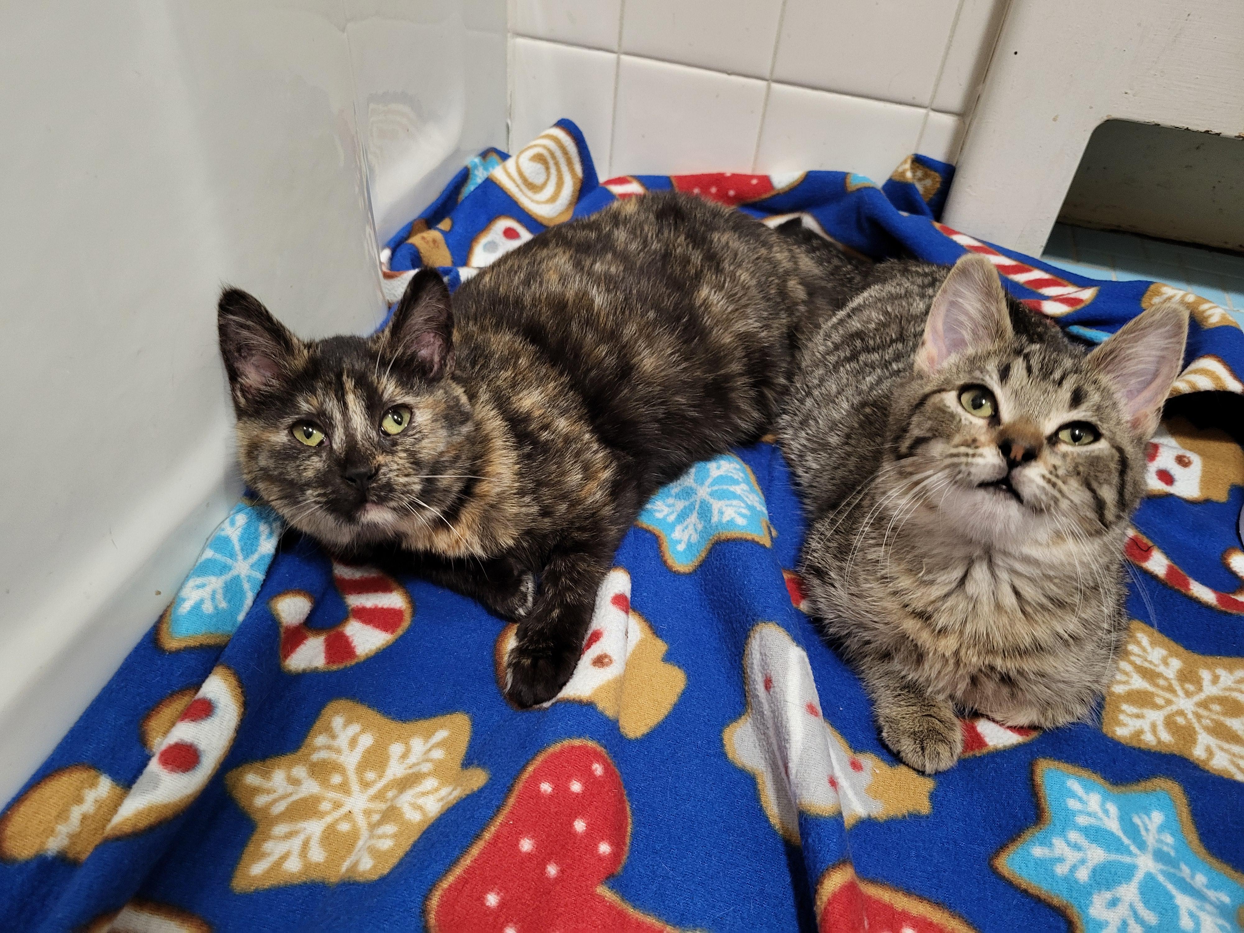 Myelin & Myopia , Adoptable, Kitten Female American Shorthair.