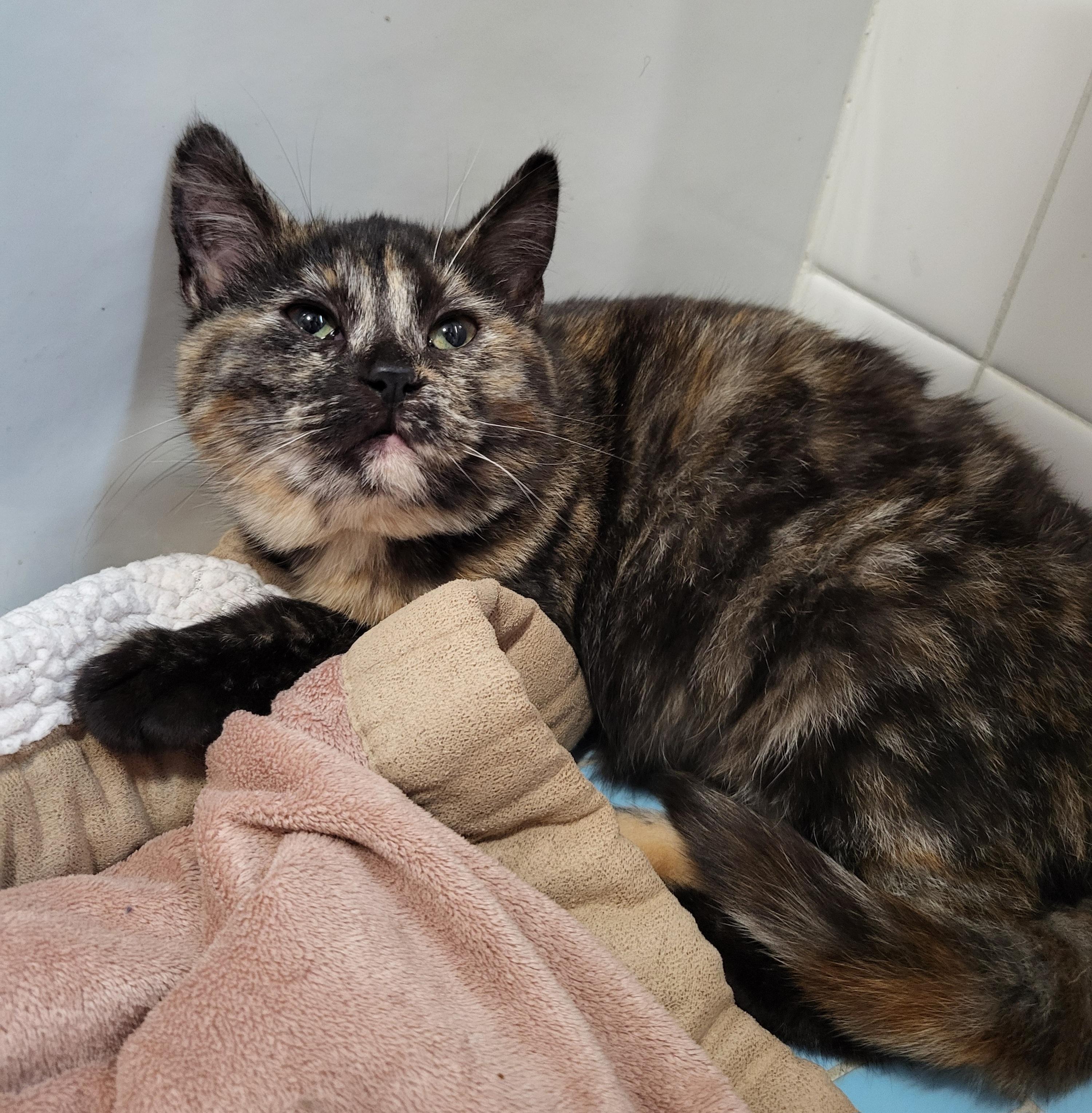 Enlarge Myelin & Myopia , a Adoptable American Shorthair in Milwaukee, WI image 3/6