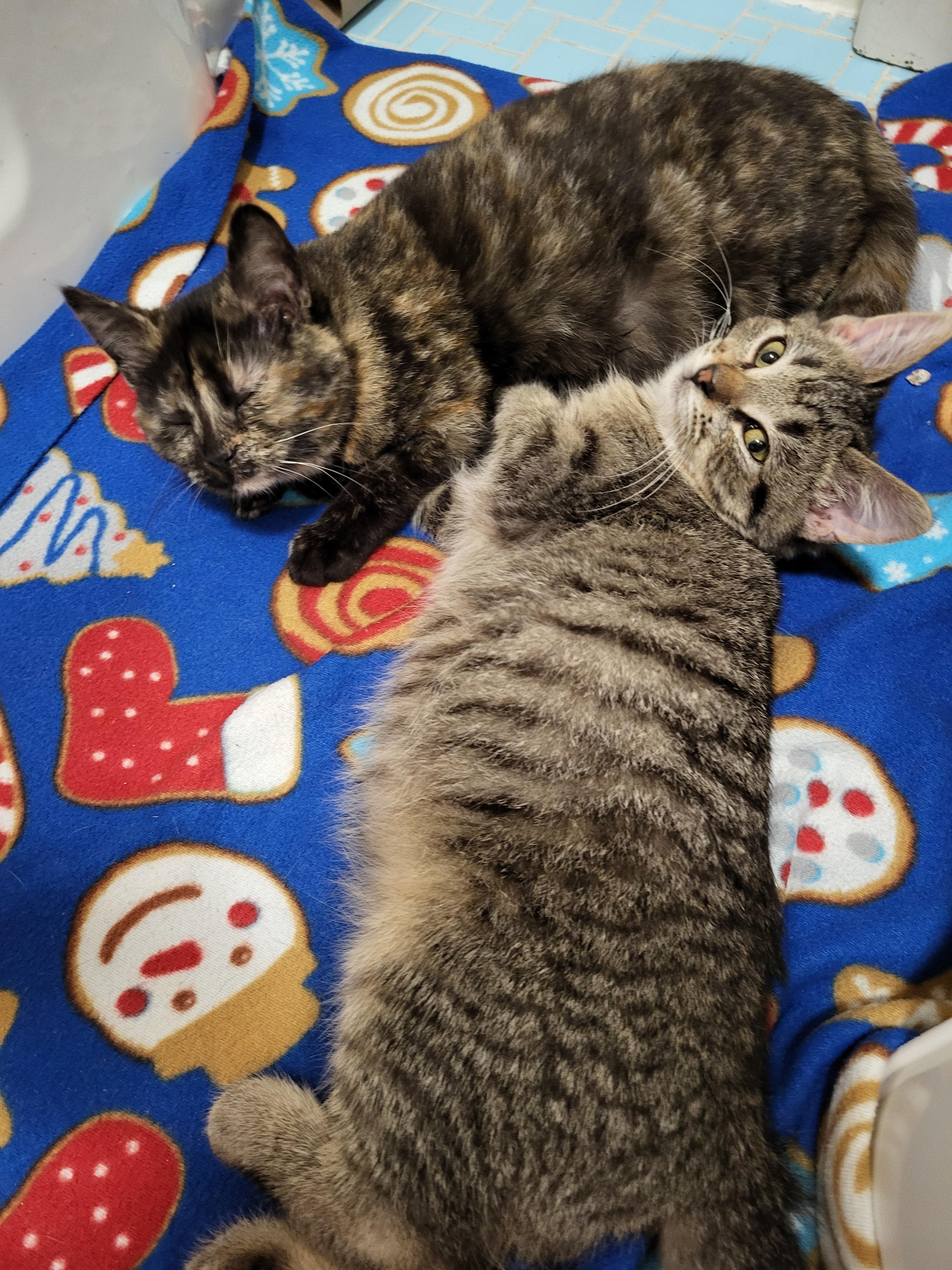 Enlarge Myelin & Myopia , a Adoptable American Shorthair in Milwaukee, WI image 4/6