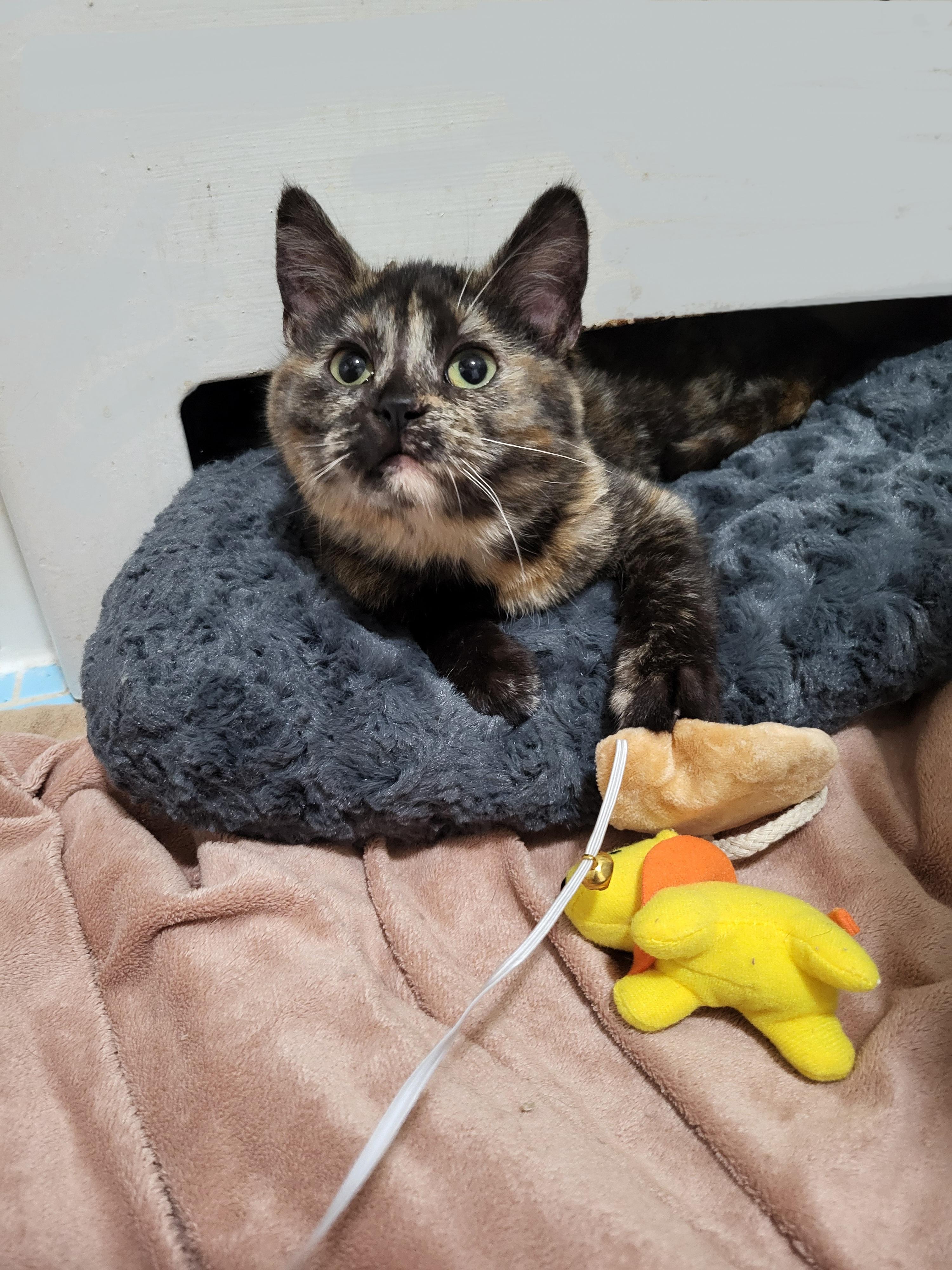 Enlarge Myelin & Myopia , a Adoptable American Shorthair in Milwaukee, WI image 5/6