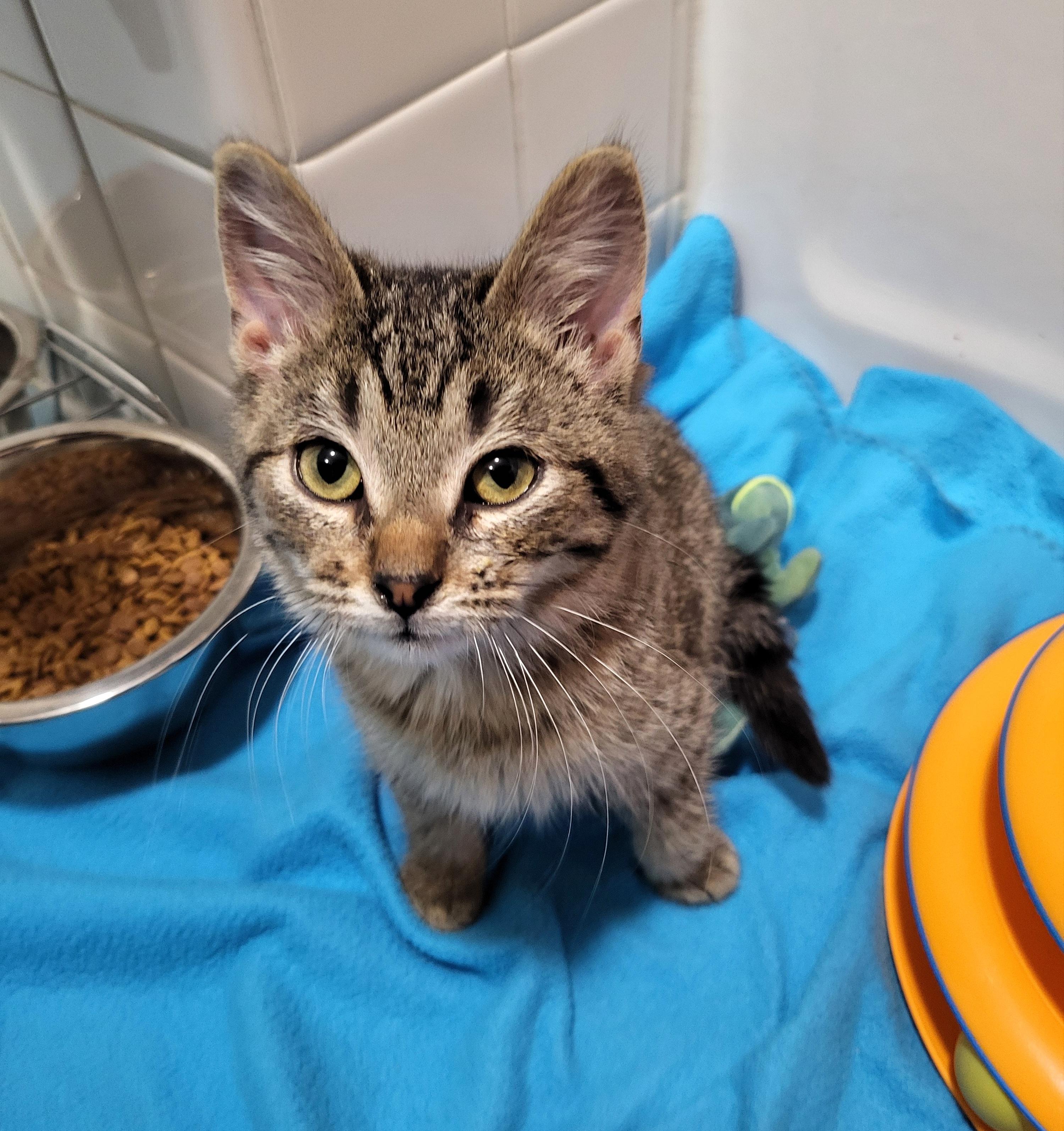 Enlarge Myelin & Myopia , a Adoptable American Shorthair in Milwaukee, WI image 2/6