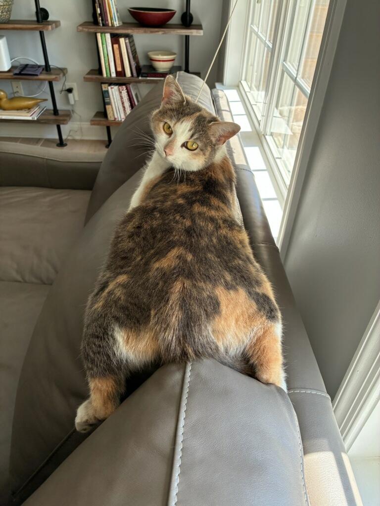 Enlarge Khloe, a ADOPTABLE Domestic Short Hair in Williamsburg, VA image 1/2