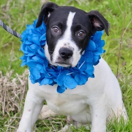 Travis Kelce, a Adoptable Boxer in Manchester, CT image 1/3