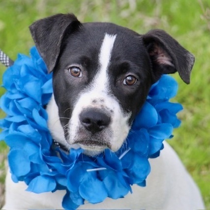 Travis Kelce, a Adoptable Boxer in Manchester, CT image 2/3