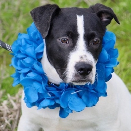 Travis Kelce, a Adoptable Boxer in Manchester, CT image 3/3