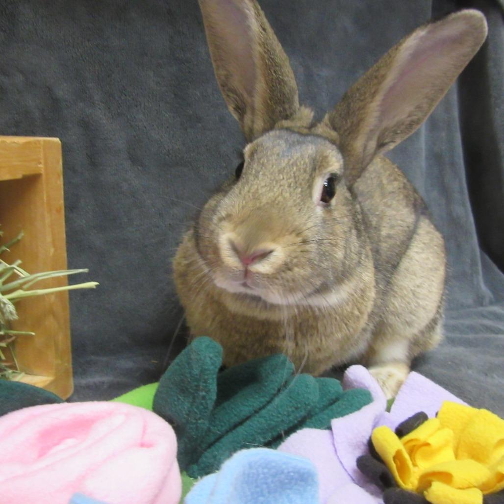 Bering, Adoptable, Young Female Bunny Rabbit.