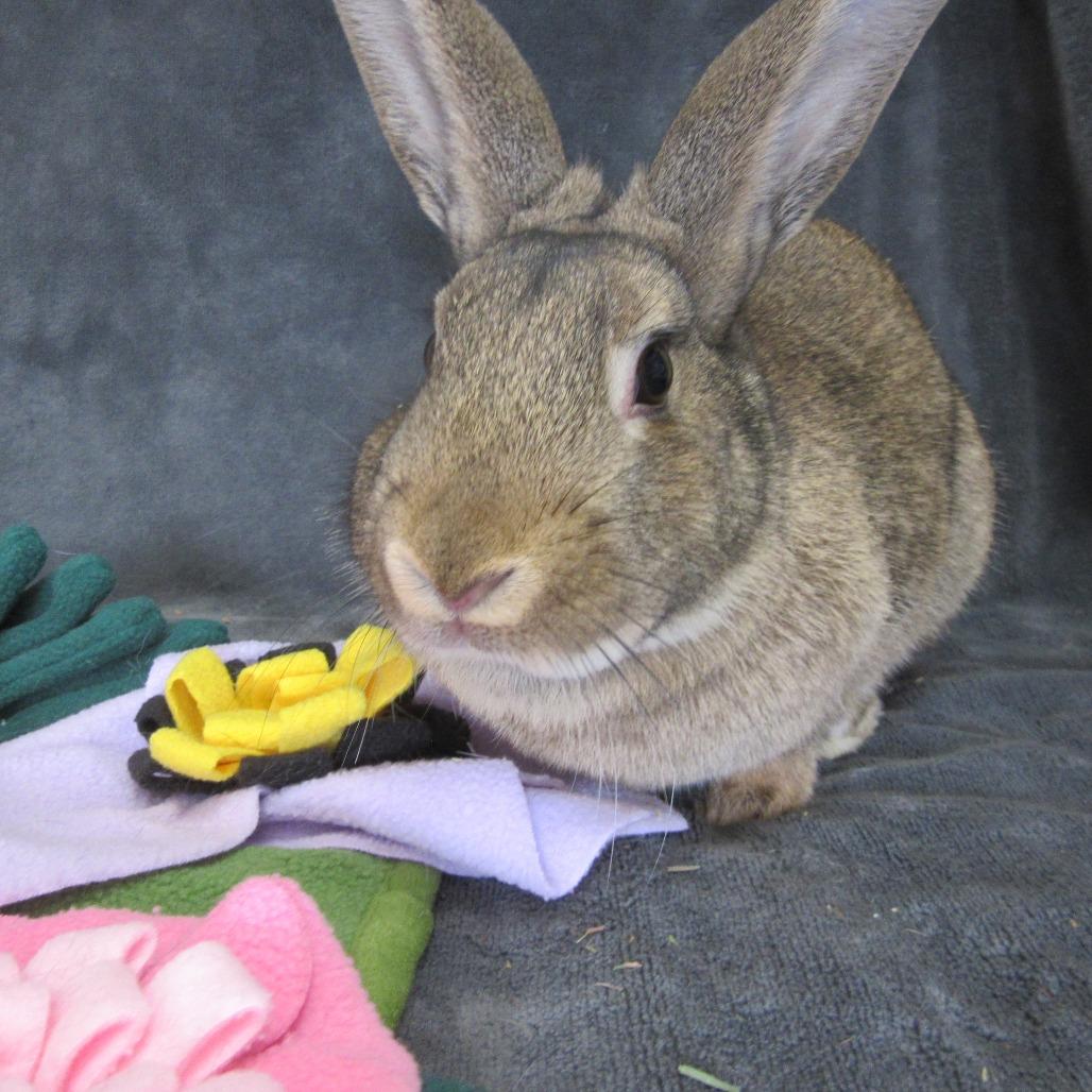 Enlarge Bering, a Adoptable Bunny Rabbit in Newport, PA image 2/4