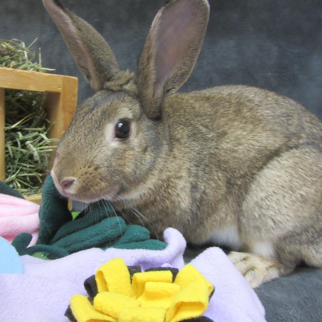 Enlarge Bering, a Adoptable Bunny Rabbit in Newport, PA image 3/4