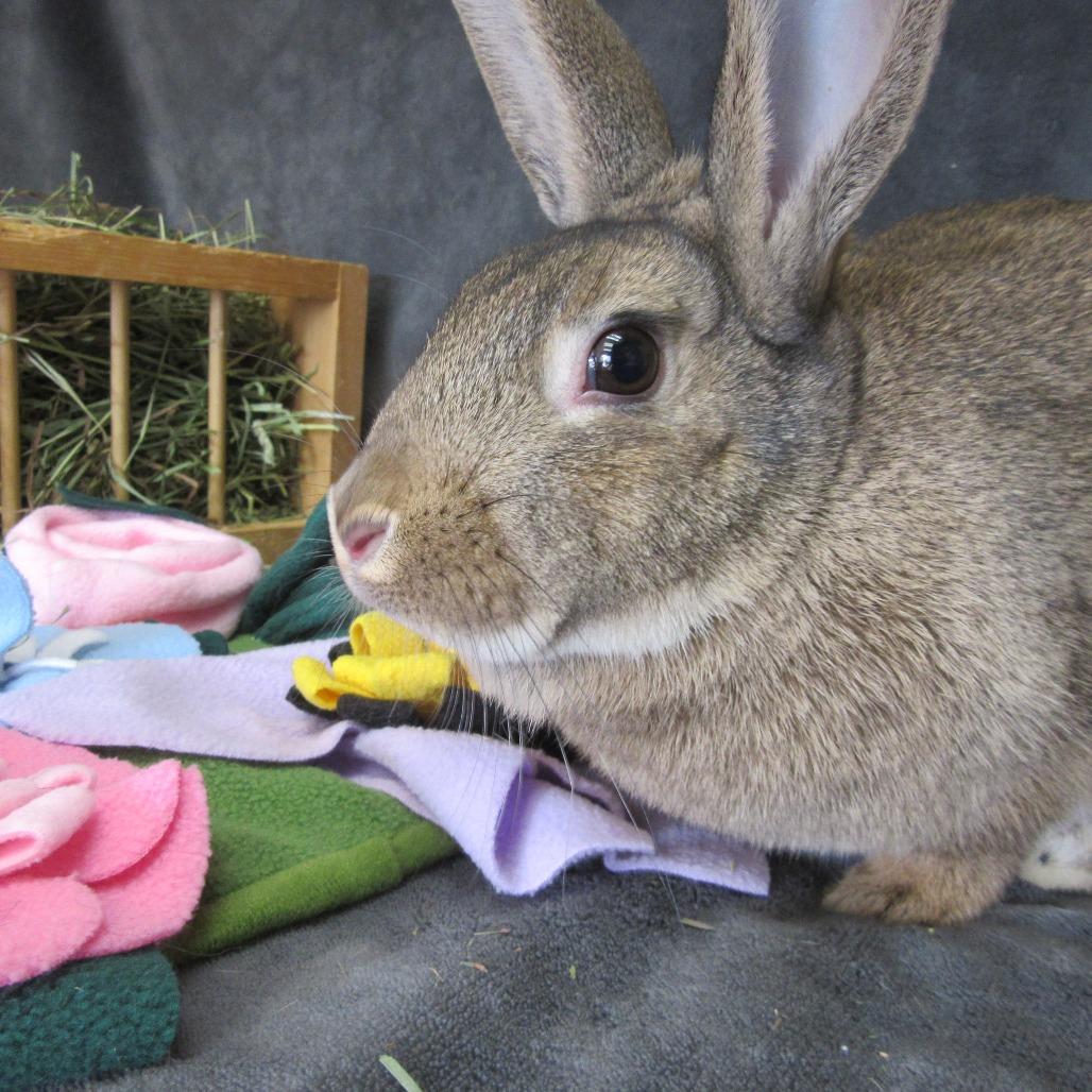 Enlarge Bering, a Adoptable Bunny Rabbit in Newport, PA image 4/4