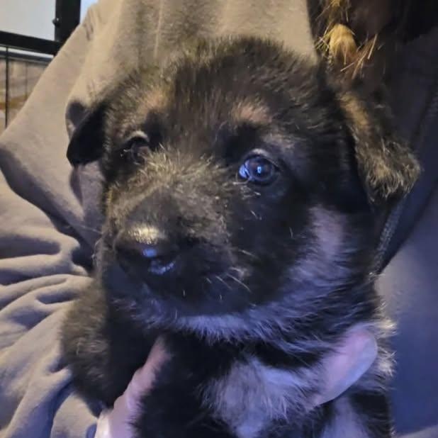 Crue (20260213-06) — thumbnail 2