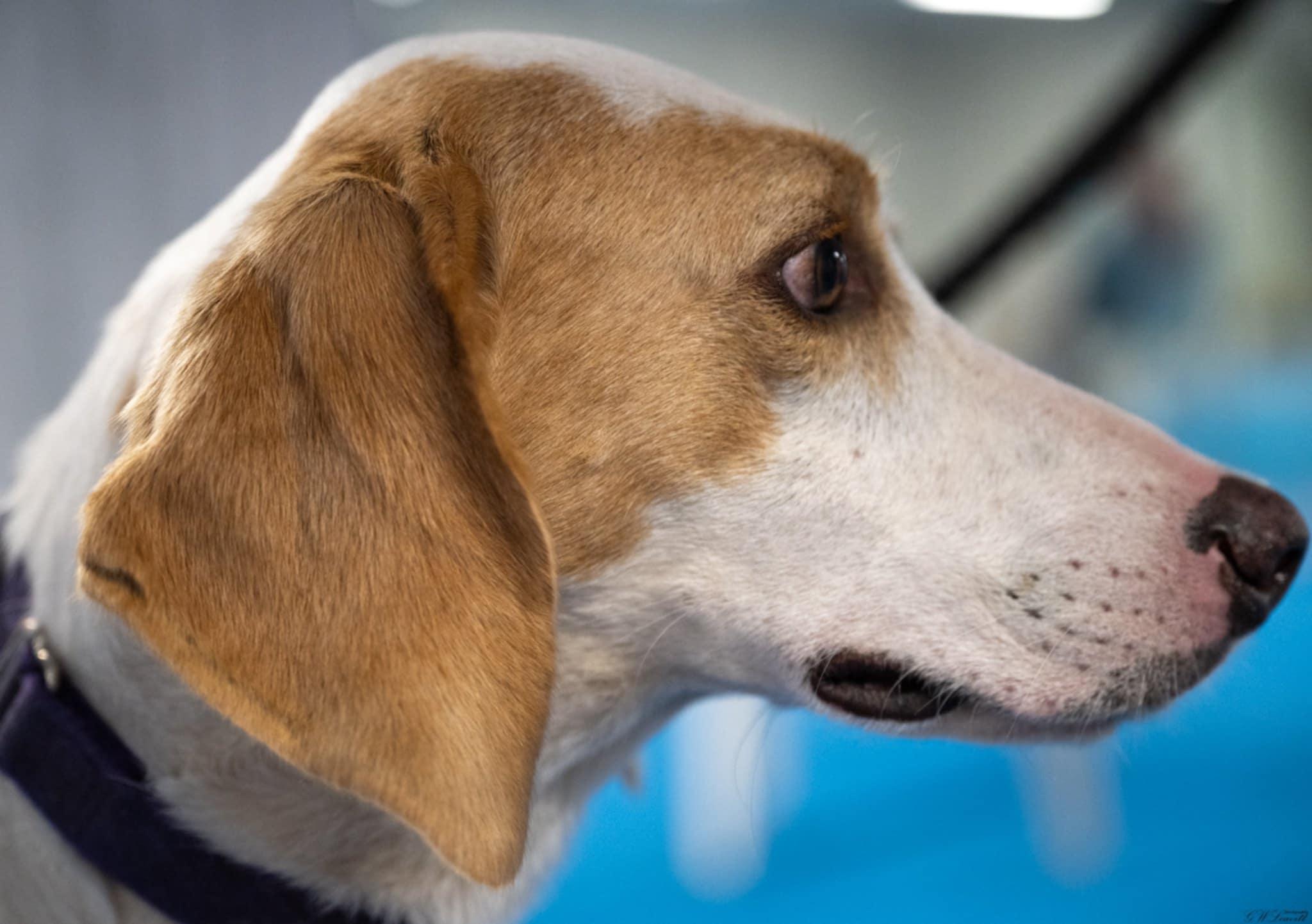 Enlarge Daisy, a Adoptable Treeing Walker Coonhound in Panama City, FL image 4/6