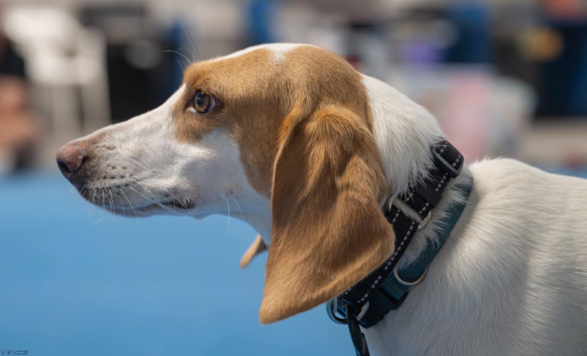 Enlarge Daisy, a Adoptable Treeing Walker Coonhound in Panama City, FL image 5/6