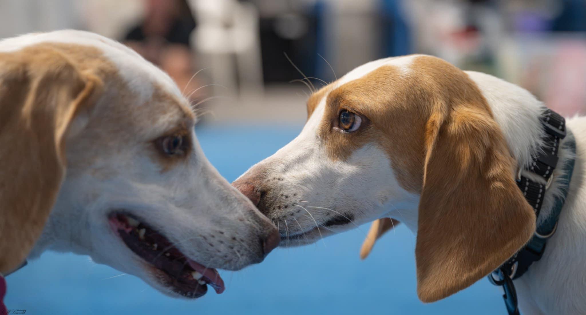 Enlarge Daisy, a Adoptable Treeing Walker Coonhound in Panama City, FL image 6/6